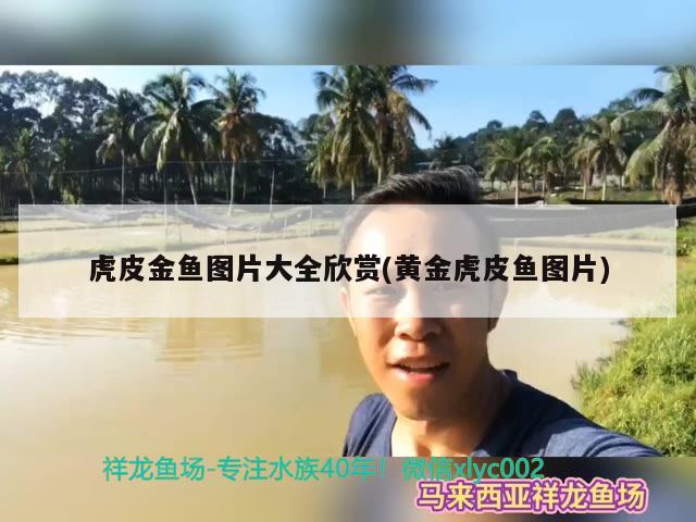 虎皮金魚圖片大全欣賞(黃金虎皮魚圖片)