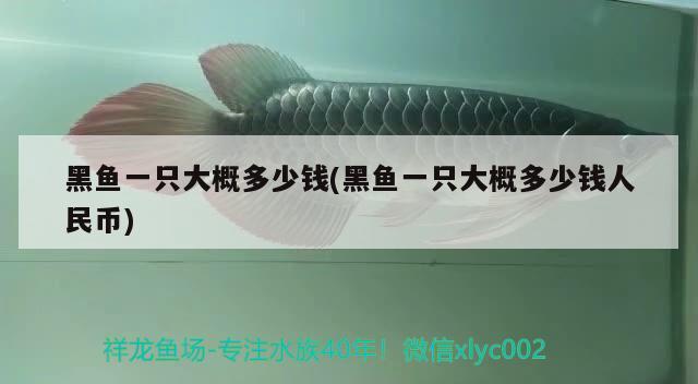 黑魚(yú)一只大概多少錢(qián)(黑魚(yú)一只大概多少錢(qián)人民幣) 賽級(jí)紅龍魚(yú)