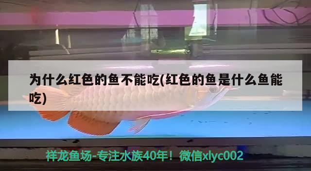 為什么紅色的魚不能吃(紅色的魚是什么魚能吃) 申古三間魚