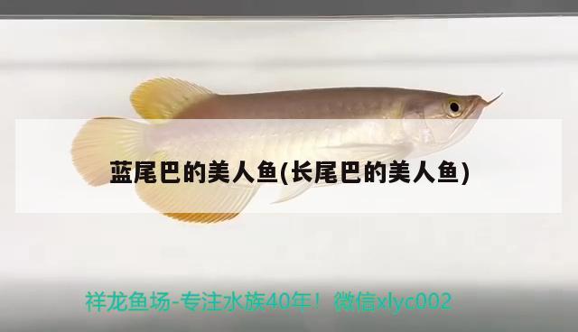 藍(lán)尾巴的美人魚(yú)(長(zhǎng)尾巴的美人魚(yú)) 泰國(guó)虎魚(yú)（泰虎）