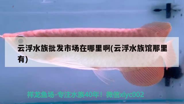 云浮水族批發(fā)市場(chǎng)在哪里啊(云浮水族館那里有)