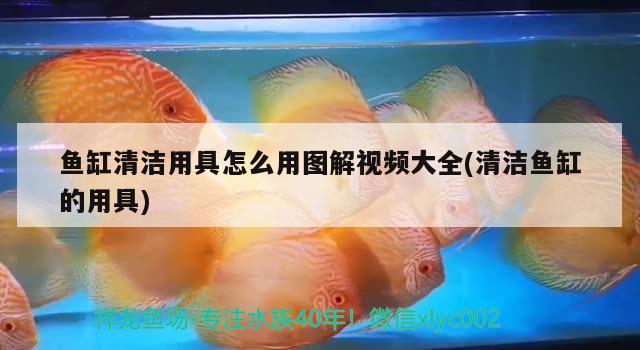 魚缸清潔用具怎么用圖解視頻大全(清潔魚缸的用具)