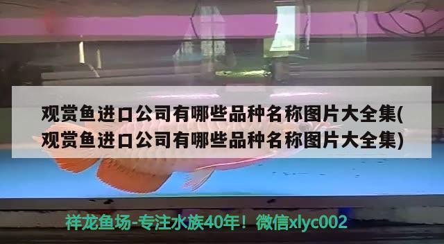 觀賞魚進口公司有哪些品種名稱圖片大全集(觀賞魚進口公司有哪些品種名稱圖片大全集) 觀賞魚進出口