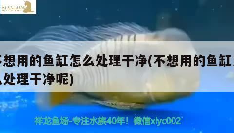 不想用的魚(yú)缸怎么處理干凈(不想用的魚(yú)缸怎么處理干凈呢) 照明器材