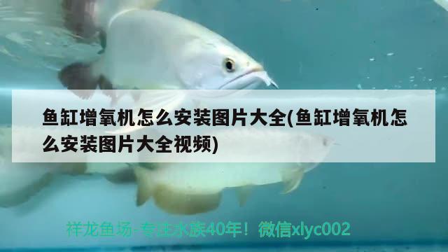 魚缸增氧機怎么安裝圖片大全(魚缸增氧機怎么安裝圖片大全視頻) 造景/裝飾