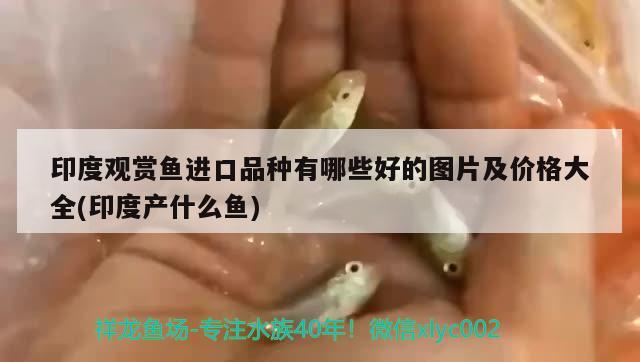 印度觀賞魚進(jìn)口品種有哪些好的圖片及價(jià)格大全(印度產(chǎn)什么魚) 觀賞魚進(jìn)出口