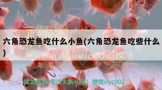 六角恐龍魚吃什么小魚(六角恐龍魚吃些什么) 大日玉鯖魚