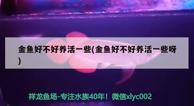 金魚(yú)好不好養(yǎng)活一些(金魚(yú)好不好養(yǎng)活一些呀) 朱巴利魚(yú)