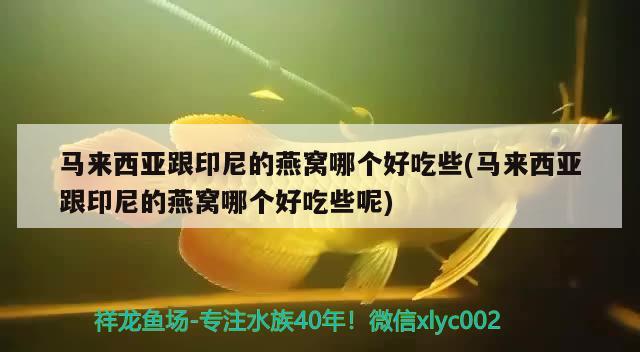 馬來西亞跟印尼的燕窩哪個(gè)好吃些(馬來西亞跟印尼的燕窩哪個(gè)好吃些呢) 馬來西亞燕窩