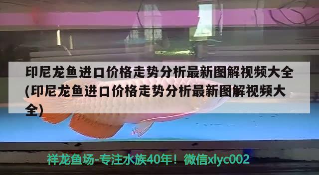 印尼龍魚進口價格走勢分析最新圖解視頻大全(印尼龍魚進口價格走勢分析最新圖解視頻大全) 觀賞魚進出口