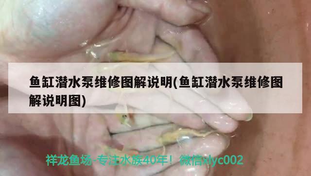 魚缸潛水泵維修圖解說明(魚缸潛水泵維修圖解說明圖) 虎魚百科