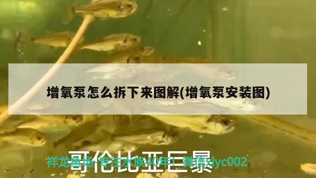 增氧泵怎么拆下來圖解(增氧泵安裝圖) 紅頭利魚