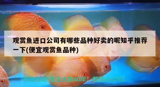 觀賞魚進(jìn)口公司有哪些品種好賣的呢知乎推薦一下(便宜觀賞魚品種) 觀賞魚進(jìn)出口