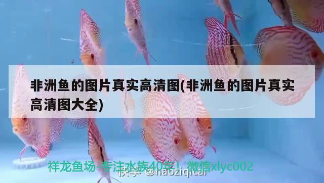 非洲魚的圖片真實高清圖(非洲魚的圖片真實高清圖大全)