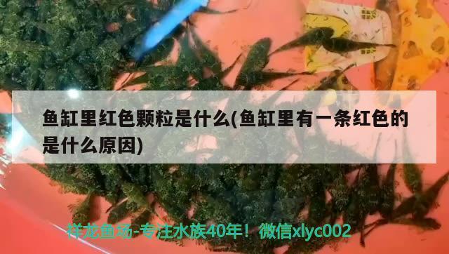 魚缸里紅色顆粒是什么(魚缸里有一條紅色的是什么原因) 觀賞魚魚苗