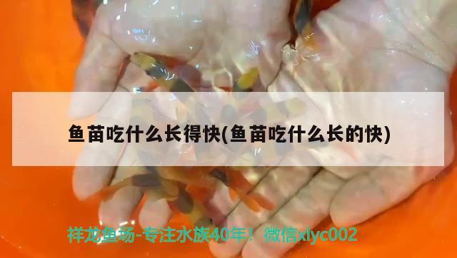 魚苗吃什么長得快(魚苗吃什么長的快) 水族雜談