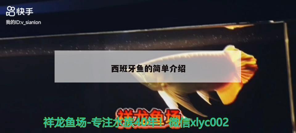 西班牙魚的簡單介紹 黃金貓魚