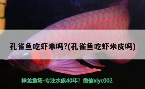 孔雀魚吃蝦米嗎？(孔雀魚吃蝦米皮嗎)