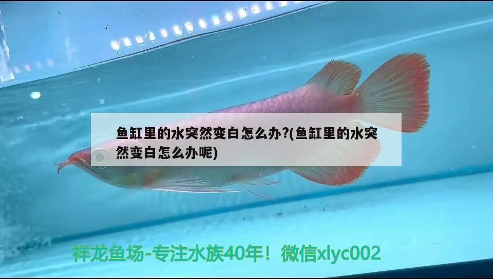 魚缸里的水突然變白怎么辦?(魚缸里的水突然變白怎么辦呢)