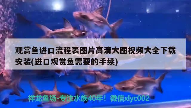 觀賞魚進口流程表圖片高清大圖視頻大全下載安裝(進口觀賞魚需要的手續(xù))