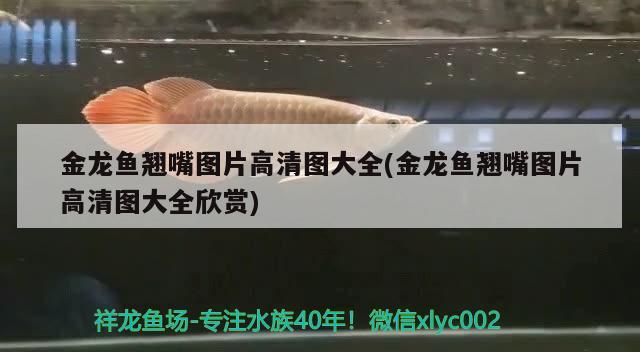 金龍魚(yú)翹嘴圖片高清圖大全(金龍魚(yú)翹嘴圖片高清圖大全欣賞) 水族世界