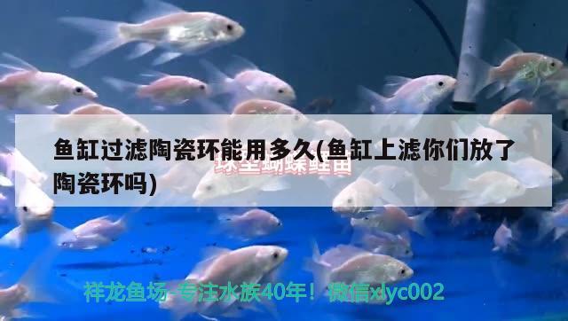 魚缸過濾陶瓷環(huán)能用多久(魚缸上濾你們放了陶瓷環(huán)嗎) 其他益生菌