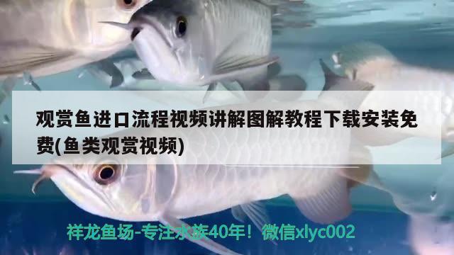 觀賞魚進口流程視頻講解圖解教程下載安裝免費(魚類觀賞視頻)