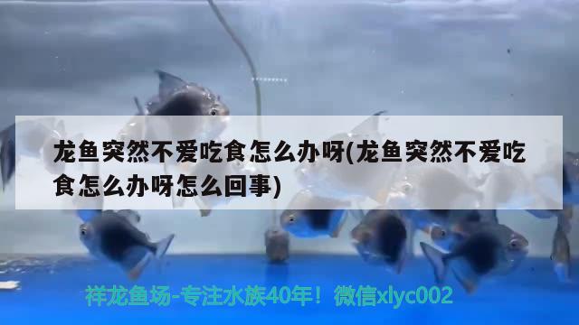 龍魚突然不愛吃食怎么辦呀(龍魚突然不愛吃食怎么辦呀怎么回事) 刀魚魚