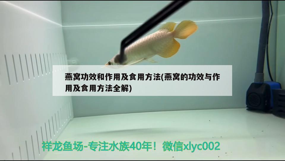 燕窩功效和作用及食用方法(燕窩的功效與作用及食用方法全解)