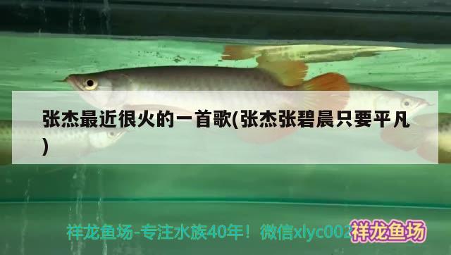 張杰最近很火的一首歌(張杰張碧晨只要平凡) 福滿鉆魚