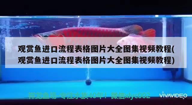 觀賞魚進(jìn)口流程表格圖片大全圖集視頻教程(觀賞魚進(jìn)口流程表格圖片大全圖集視頻教程) 觀賞魚進(jìn)出口