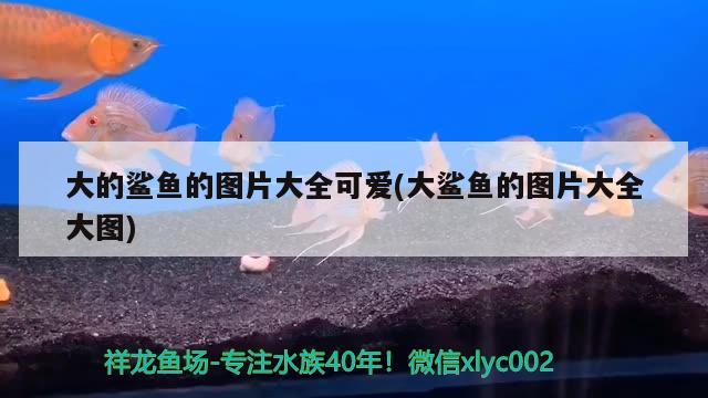 大的鯊魚的圖片大全可愛(大鯊魚的圖片大全大圖) 馬拉莫寶石魚苗