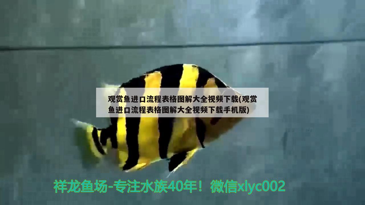 觀賞魚進口流程表格圖解大全視頻下載(觀賞魚進口流程表格圖解大全視頻下載手機版) 觀賞魚進出口