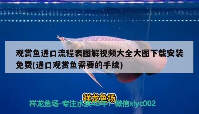 觀賞魚進口流程表圖解視頻大全大圖下載安裝免費(進口觀賞魚需要的手續(xù)) 觀賞魚進出口