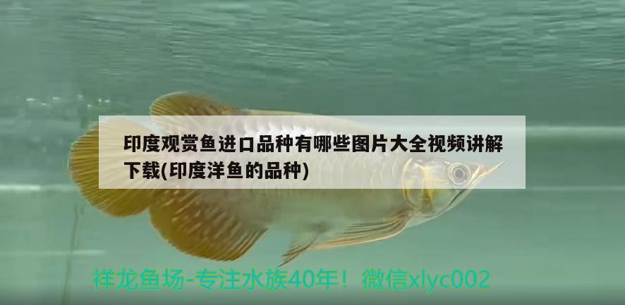 印度觀賞魚進(jìn)口品種有哪些圖片大全視頻講解下載(印度洋魚的品種) 觀賞魚進(jìn)出口