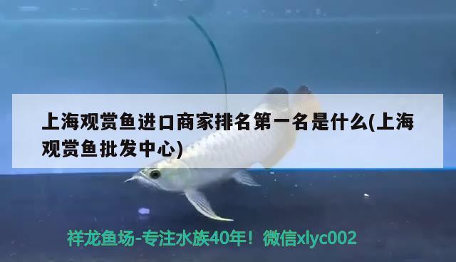 上海觀賞魚進(jìn)口商家排名第一名是什么(上海觀賞魚批發(fā)中心) 觀賞魚進(jìn)出口 第2張