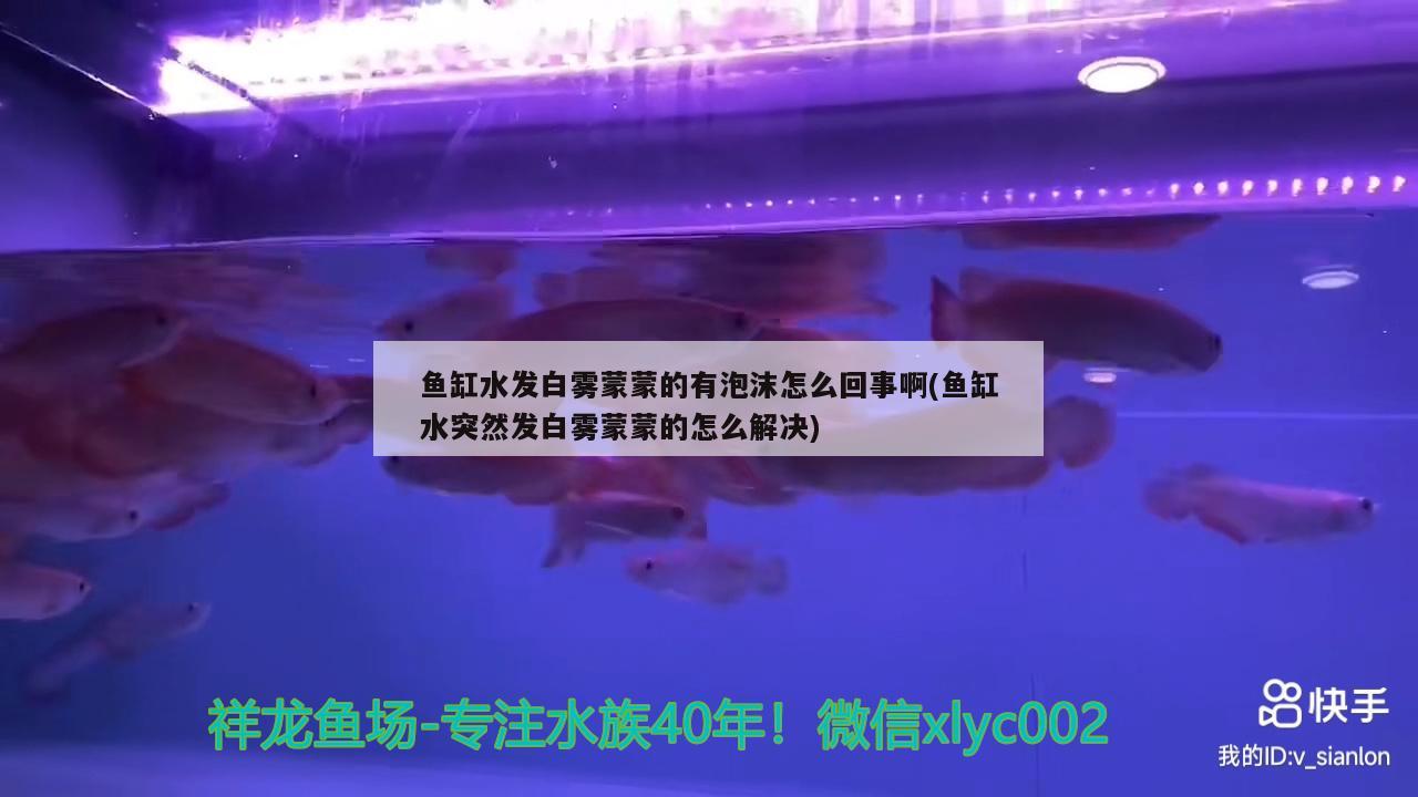 魚缸水發(fā)白霧蒙蒙的有泡沫怎么回事啊(魚缸水突然發(fā)白霧蒙蒙的怎么解決)