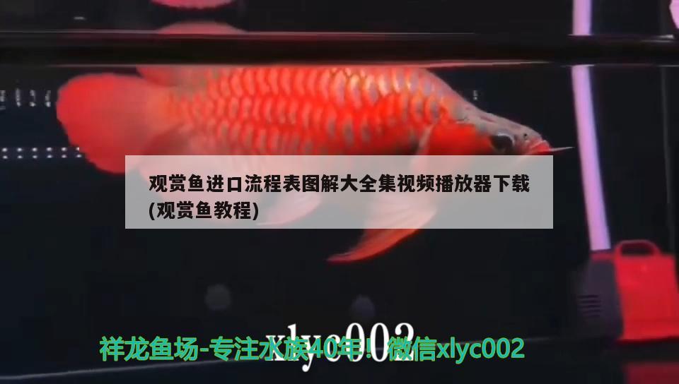 觀賞魚進口流程表圖解大全集視頻播放器下載(觀賞魚教程)