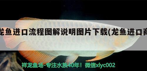 龍魚進(jìn)口流程圖解說明圖片下載(龍魚進(jìn)口商)