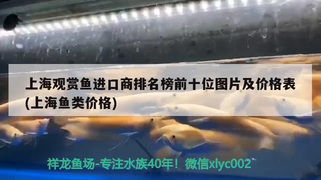 上海觀賞魚進口商排名榜前十位圖片及價格表(上海魚類價格) 觀賞魚進出口