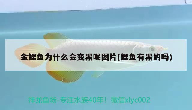 金鯉魚為什么會變黑呢圖片(鯉魚有黑的嗎) BD魟魚