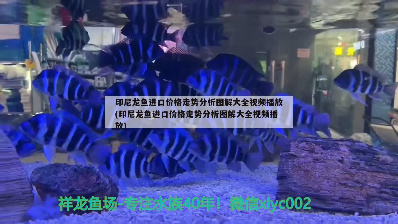 印尼龍魚進口價格走勢分析圖解大全視頻播放(印尼龍魚進口價格走勢分析圖解大全視頻播放) 觀賞魚進出口