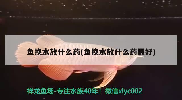 魚換水放什么藥(魚換水放什么藥最好)