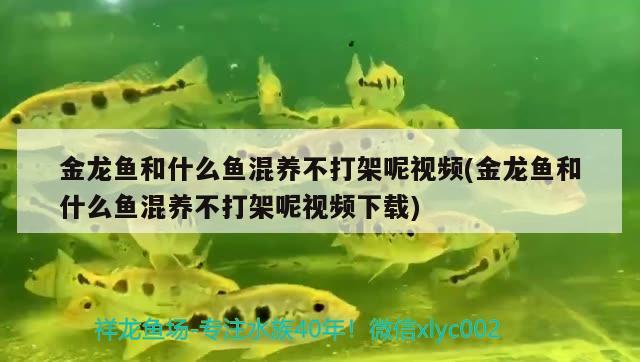 金龍魚和什么魚混養(yǎng)不打架呢視頻(金龍魚和什么魚混養(yǎng)不打架呢視頻下載)