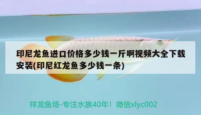 印尼龍魚(yú)進(jìn)口價(jià)格多少錢(qián)一斤啊視頻大全下載安裝(印尼紅龍魚(yú)多少錢(qián)一條) 印尼紅龍魚(yú)