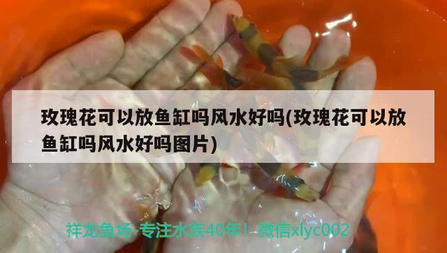 玫瑰花可以放魚缸嗎風水好嗎(玫瑰花可以放魚缸嗎風水好嗎圖片) 魚缸風水