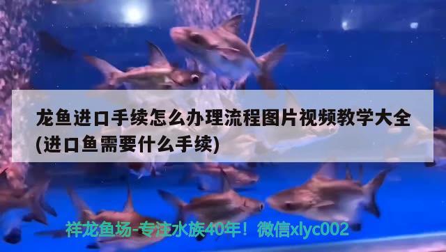 龍魚進口手續(xù)怎么辦理流程圖片視頻教學(xué)大全(進口魚需要什么手續(xù))