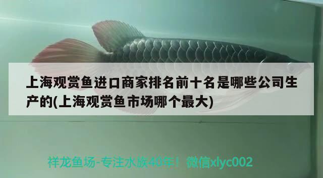 上海觀賞魚進口商家排名前十名是哪些公司生產的(上海觀賞魚市場哪個最大) 觀賞魚進出口