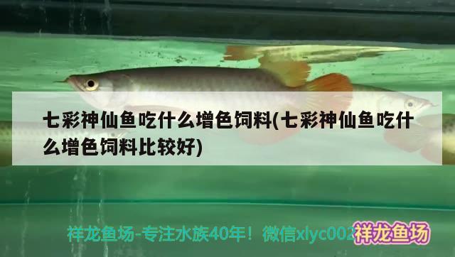 七彩神仙魚(yú)吃什么增色飼料(七彩神仙魚(yú)吃什么增色飼料比較好)