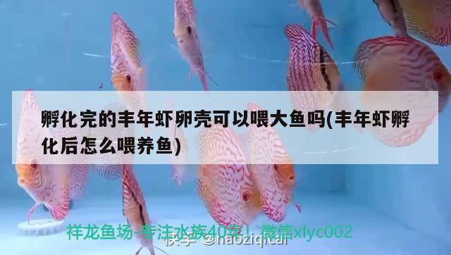 孵化完的豐年蝦卵殼可以喂大魚嗎(豐年蝦孵化后怎么喂養(yǎng)魚)